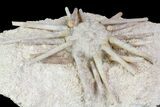 Cretaceous Fossil Urchin (Goniopygus) - Talsint, Morocco #77234-2